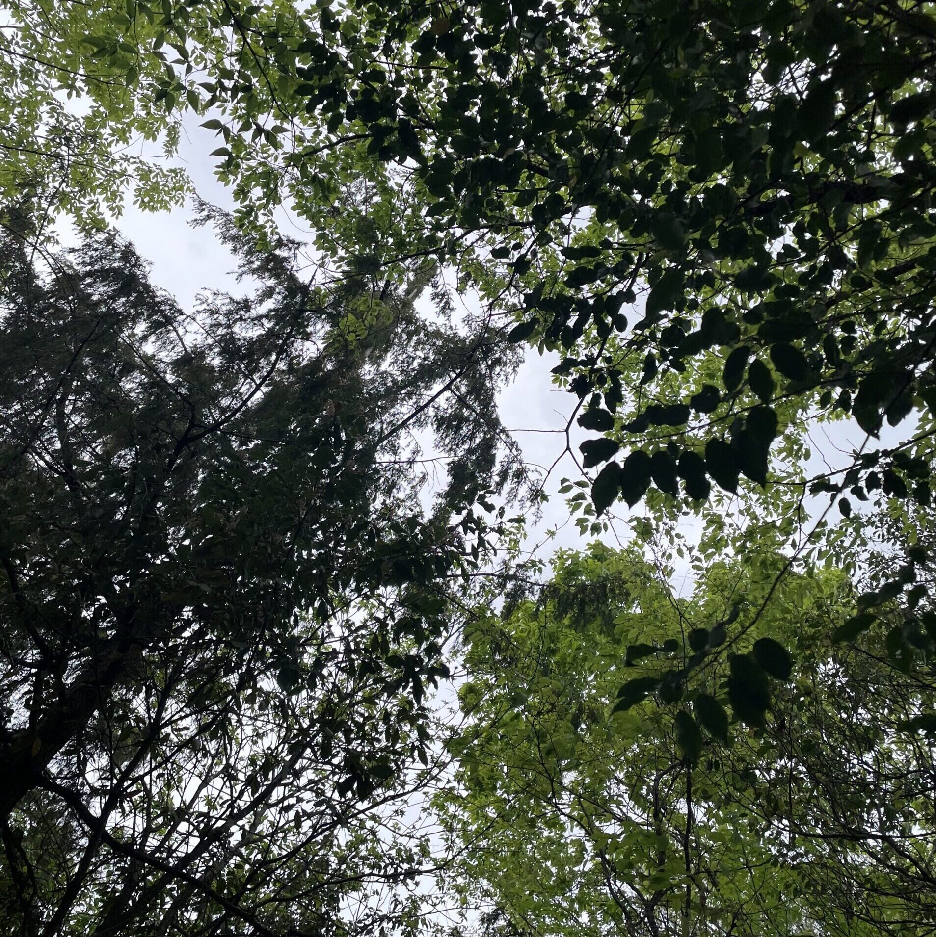 モクモクファーム ハンモックから見える自然豊かな景色