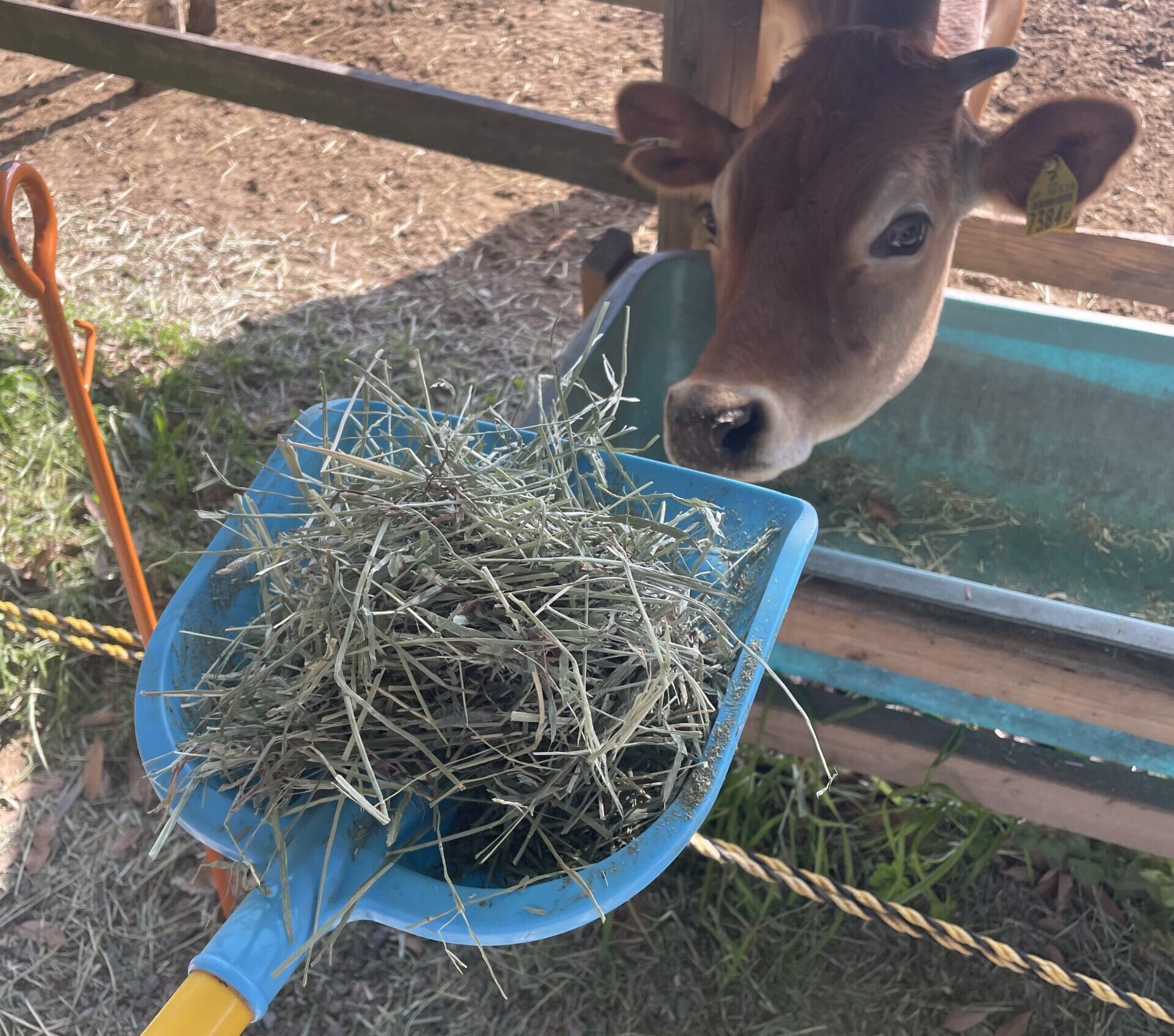 愛知牧場 牛の餌やり