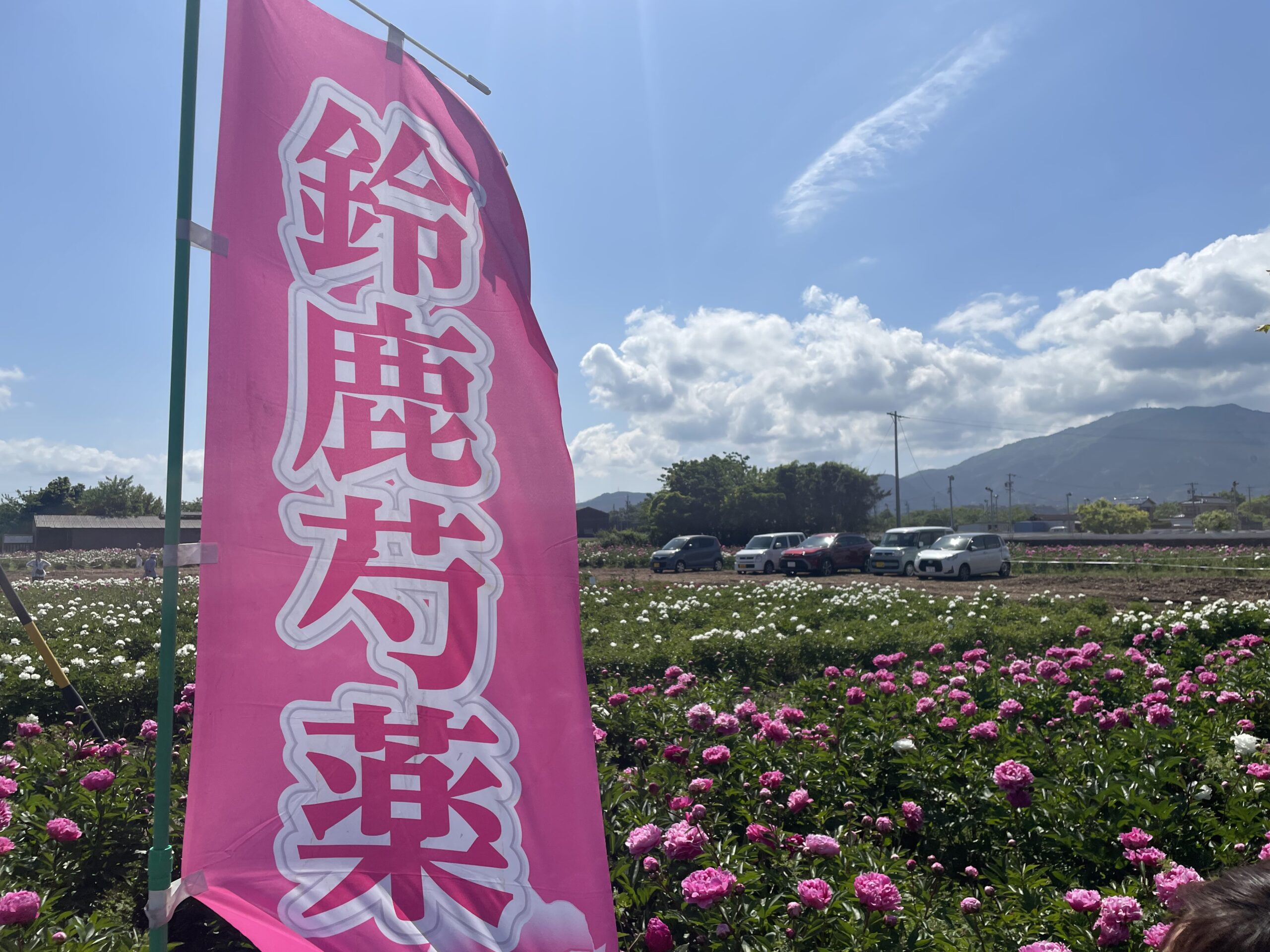 芍薬祭り 鈴鹿の芍薬