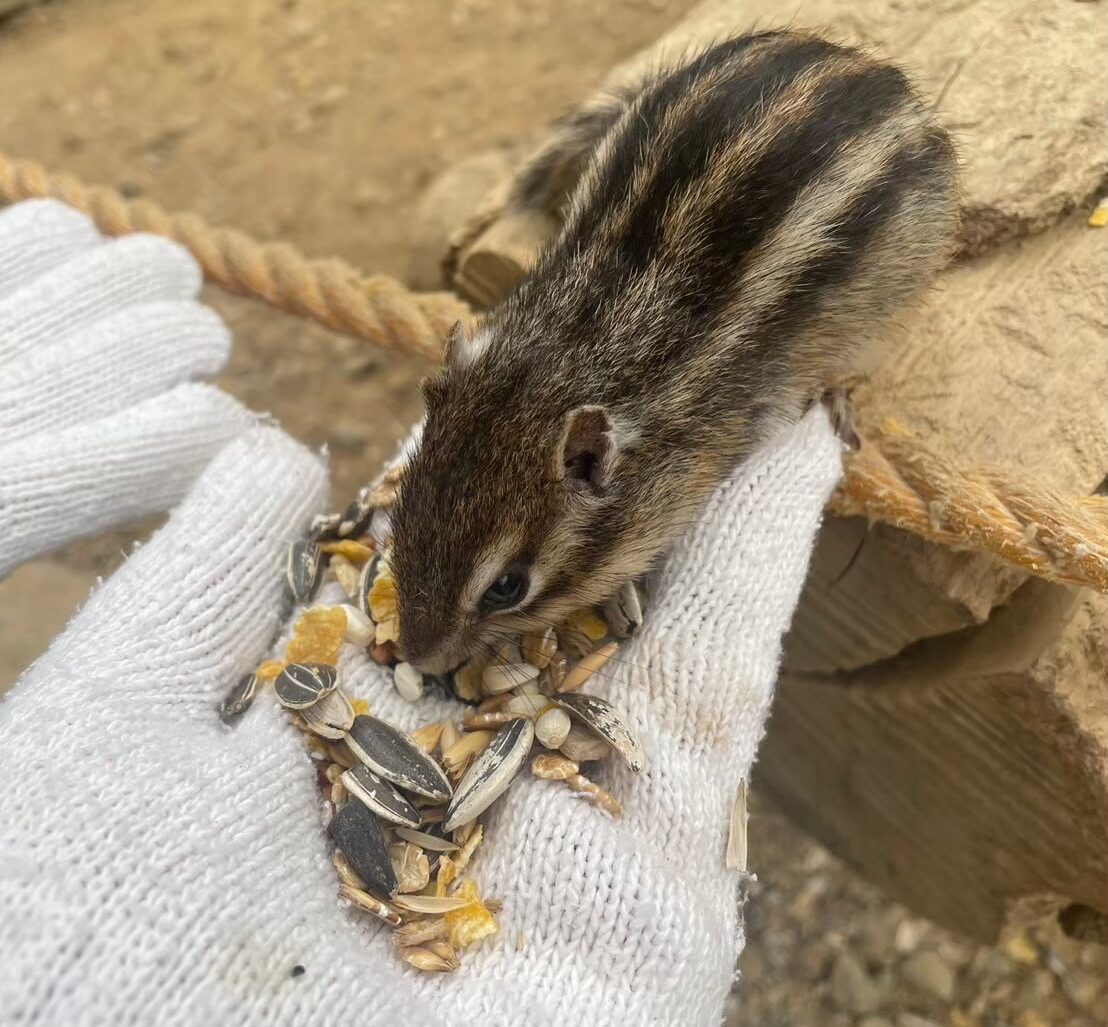 リスの森 エサを食べるシマリス