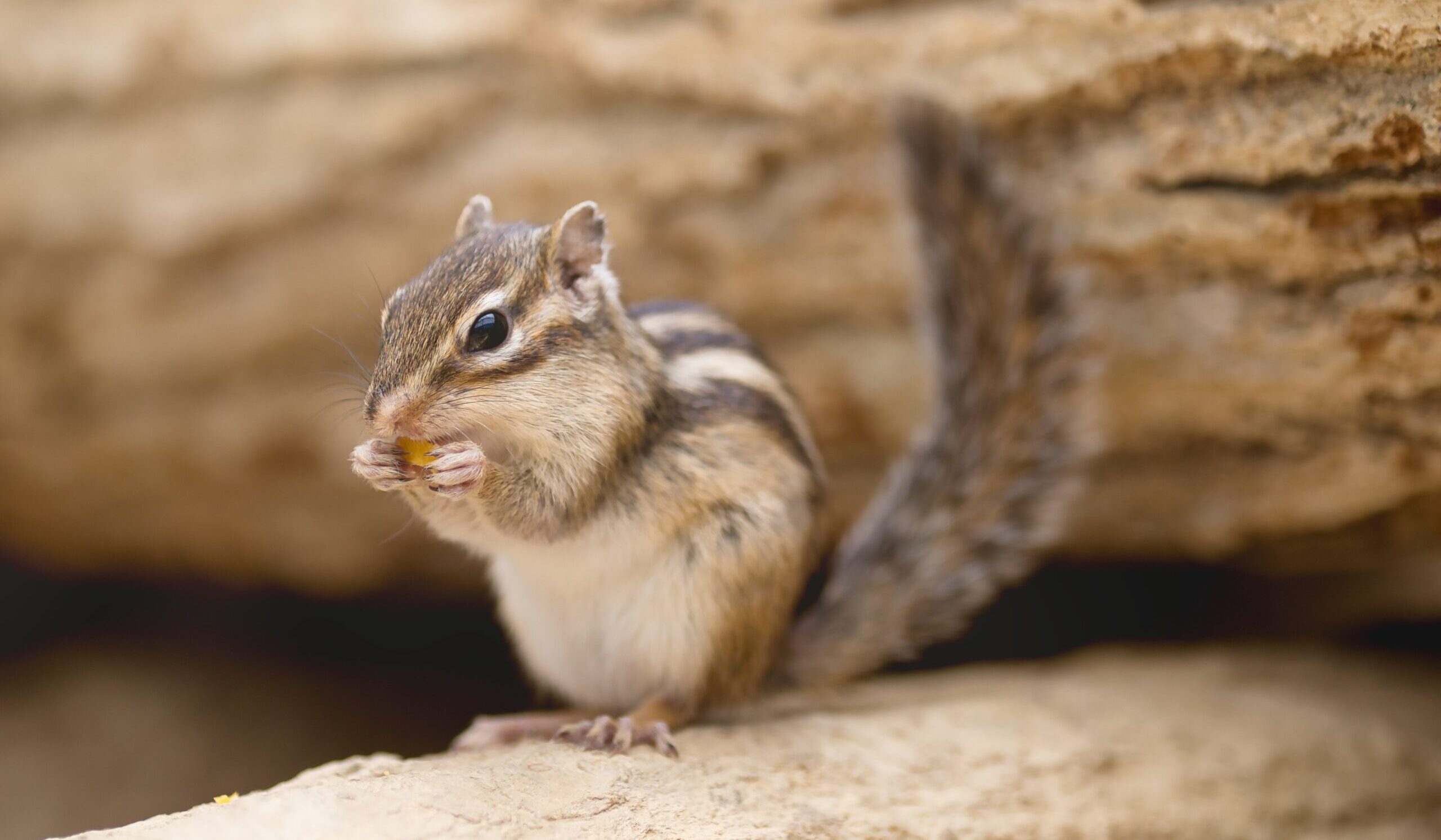高山のリスの森で餌を食べるシマリス