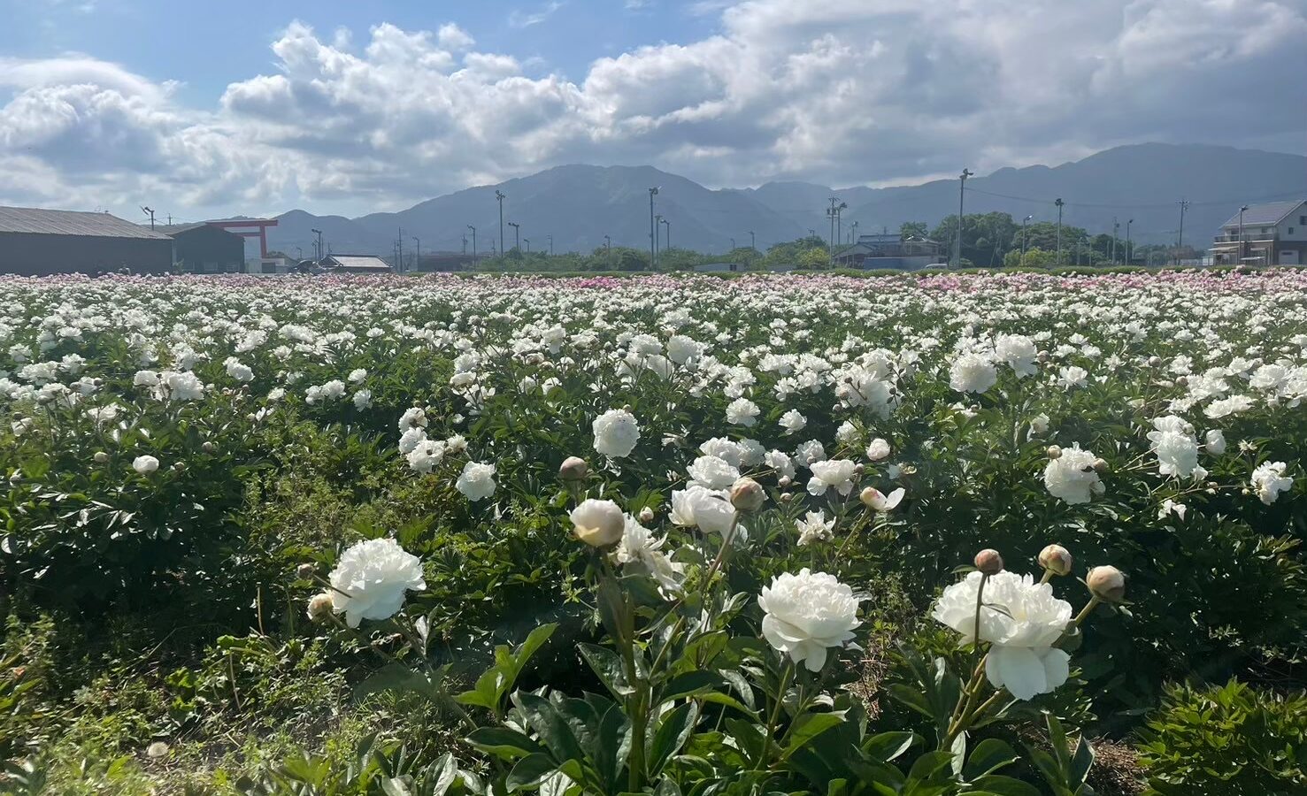 鈴鹿シャクヤクまつり 白いシャクヤク畑