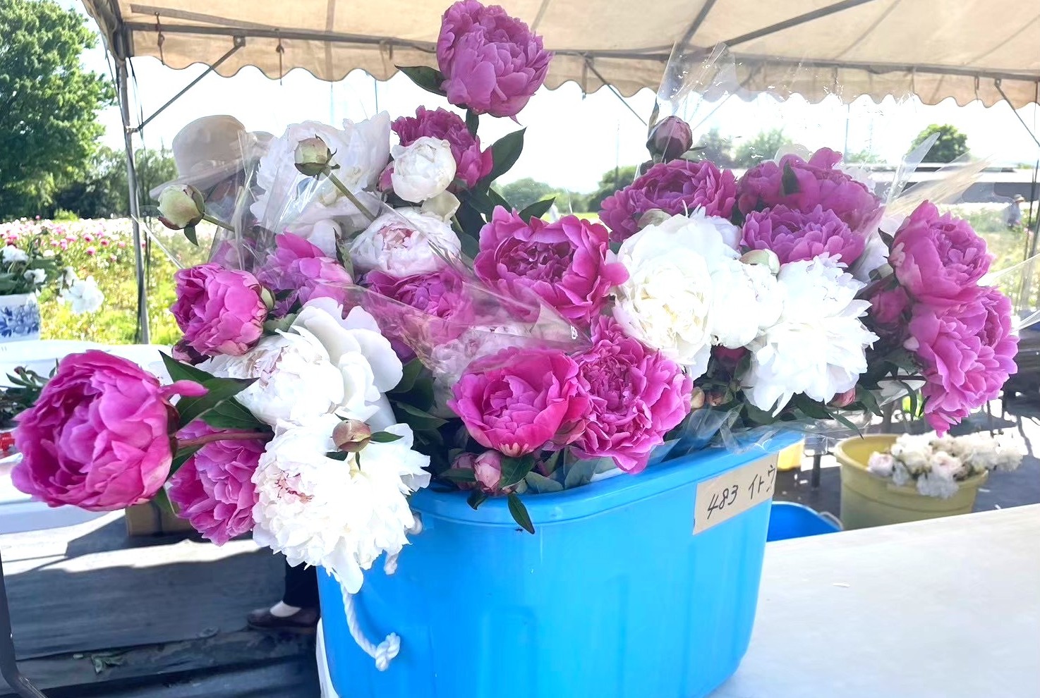 鈴鹿シャクヤクまつりの会場で販売されているシャクヤクの切り花